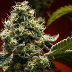 autoflower strain Profile Picture