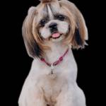 PET PALZ Profile Picture