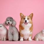 pets brand Profile Picture