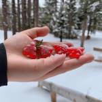 United Farms CBD Gummies review Profile Picture