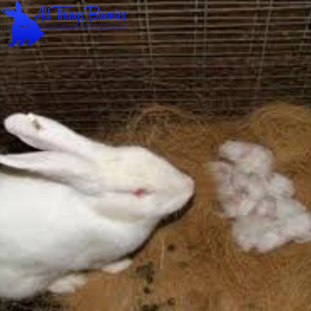Understanding Rabbit Breeding -