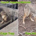 wildlife Removal Profile Picture