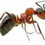 Ant Pest Control Melbourne Profile Picture