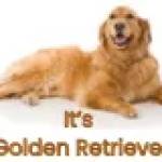 golden retriever puppy food Profile Picture