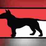 Boss Bull Terriers profile picture