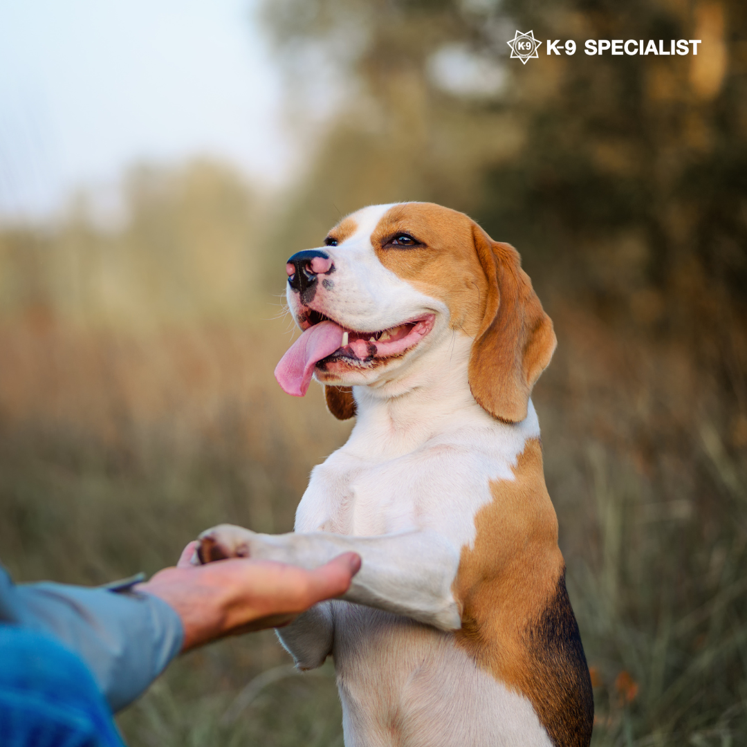 How K9 Dog Training Can Improve Your Dog’s Behavior and Safety