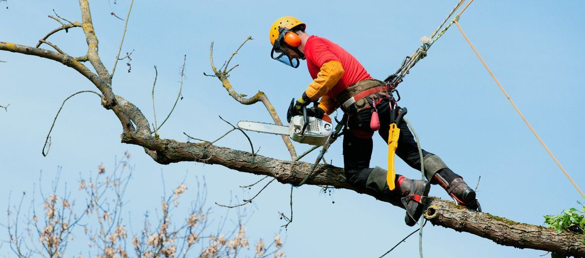 Tree Surgeons in Belfast: Affordable Tree Surgeon Rates Belfast – Belfast Tree Surgeon