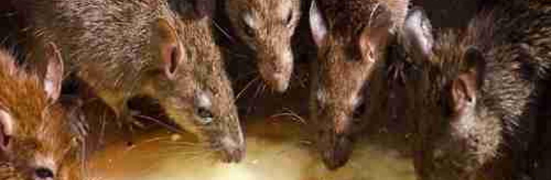 ratpest controlperth Cover Image
