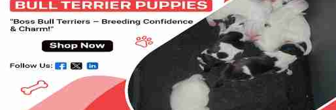 Boss Bull Terriers Cover Image