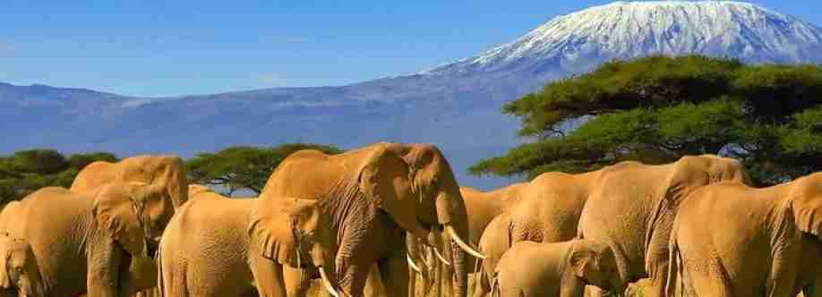 Jumbo Adventures Cover Image