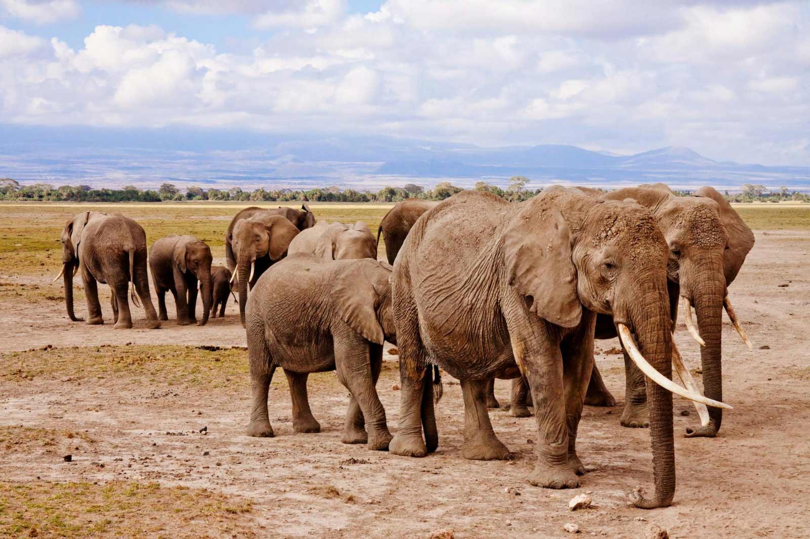 Africa Tour Packages with Indian Food from USA 2025