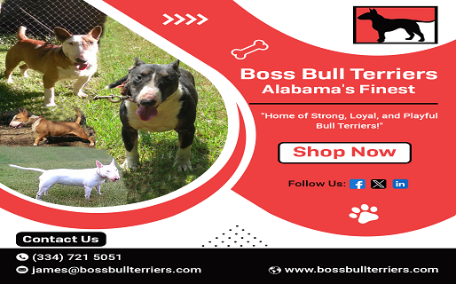 English Bull Terriers Explained: A Unique Breed with a Big Heart |...