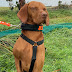 Working Dog Training: Expert Advice