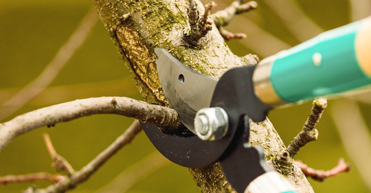 The Benefits of Professional Pruning Services for a Healthier Garden – Urban Vibe 25