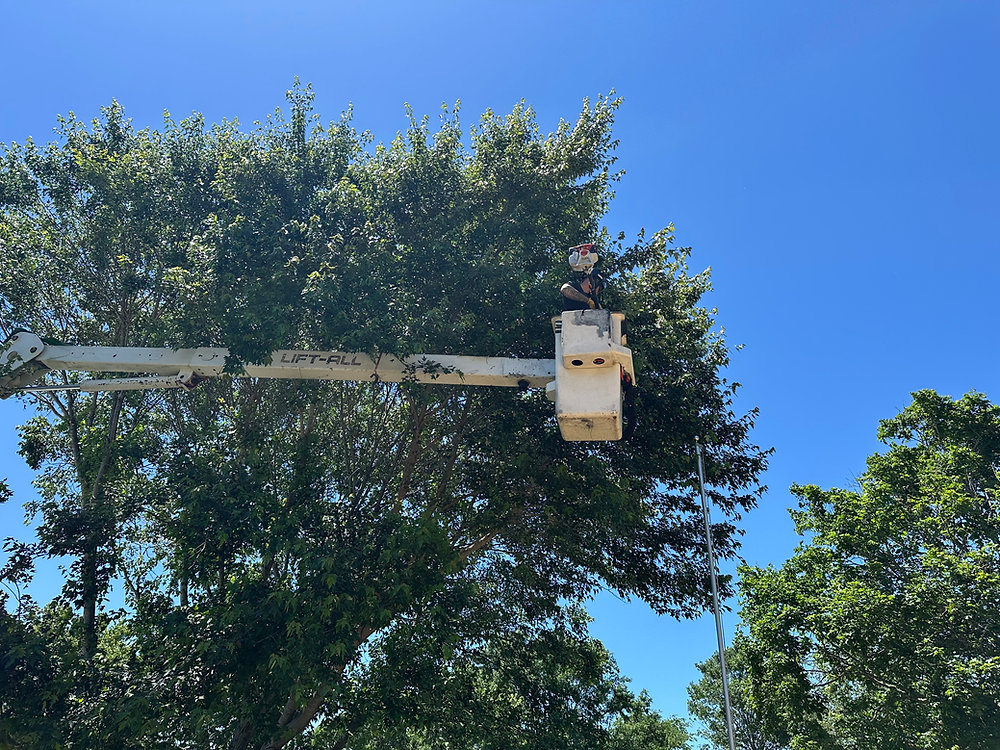 Why Clarksville Trusts Forrester Tree Services for Tree Removal and Land Management