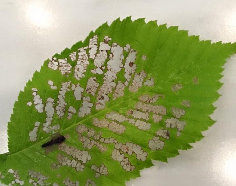 Effective Elm Leaf Beetle Control: Treatment Tips to Prevent Damage - WholeStory