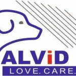 Alvid Pet Profile Picture