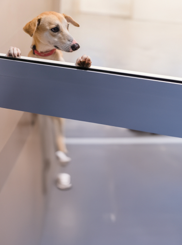 Pets can’t speak… but you know when something’s wrong.
