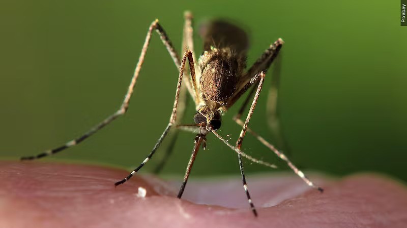 Health Alert: West Nile Virus Found in Glynn County — Are You at Risk? - Natural Health News