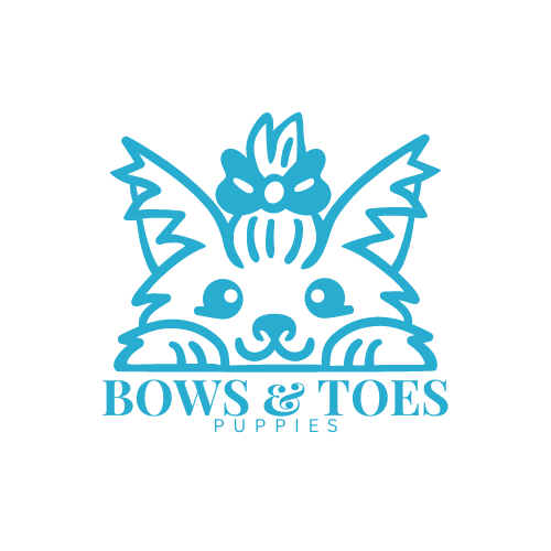Toy & Teacup Poodles for Sale | Red Toy Poodles in Texas