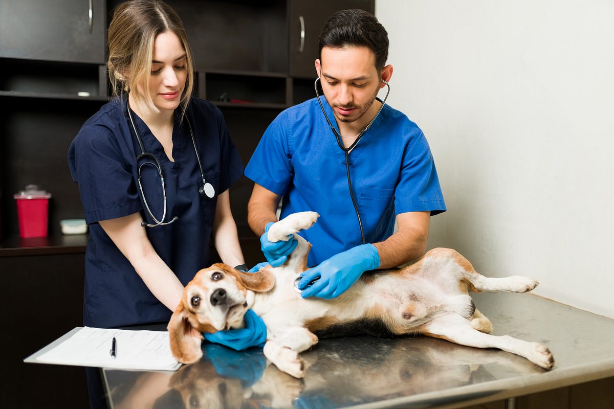 Calgary’s Top Vets: Expert Care for Your Cherished Pet | by Silverado Veterinary Hospital | Aug, 2025 | Medium