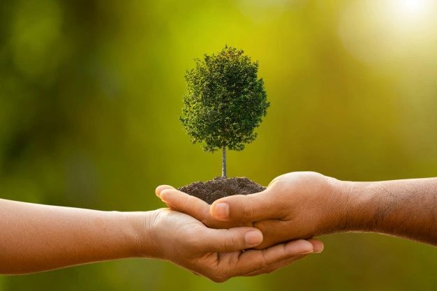 Expert Tree Planting Services in Lakewood, CO