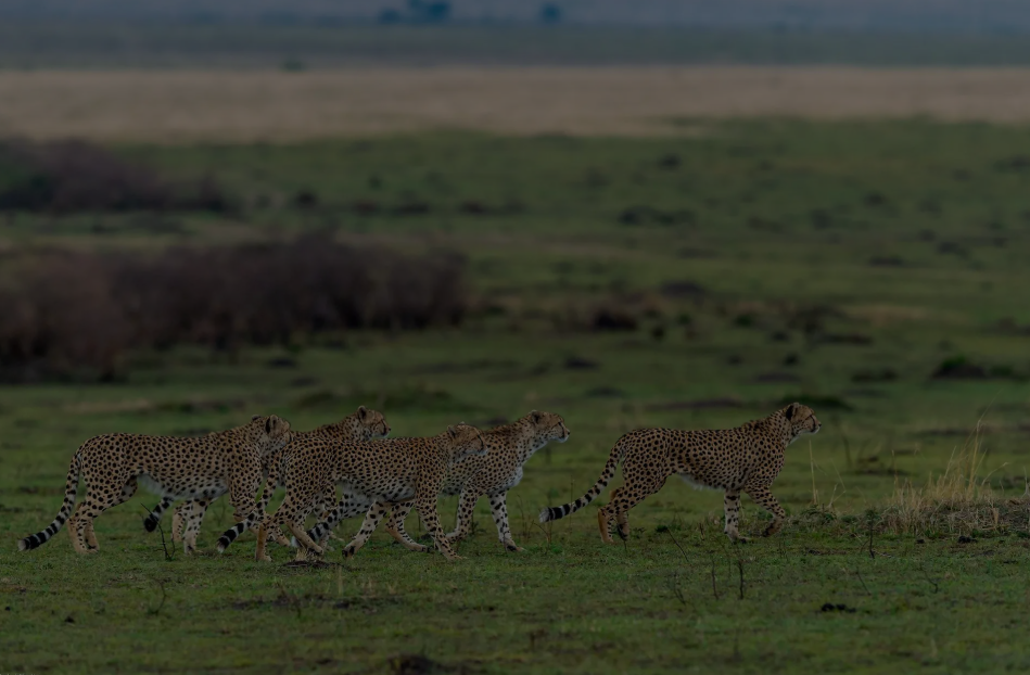Uncover India's Most Elusive Wildlife on Tour - The Global Newz