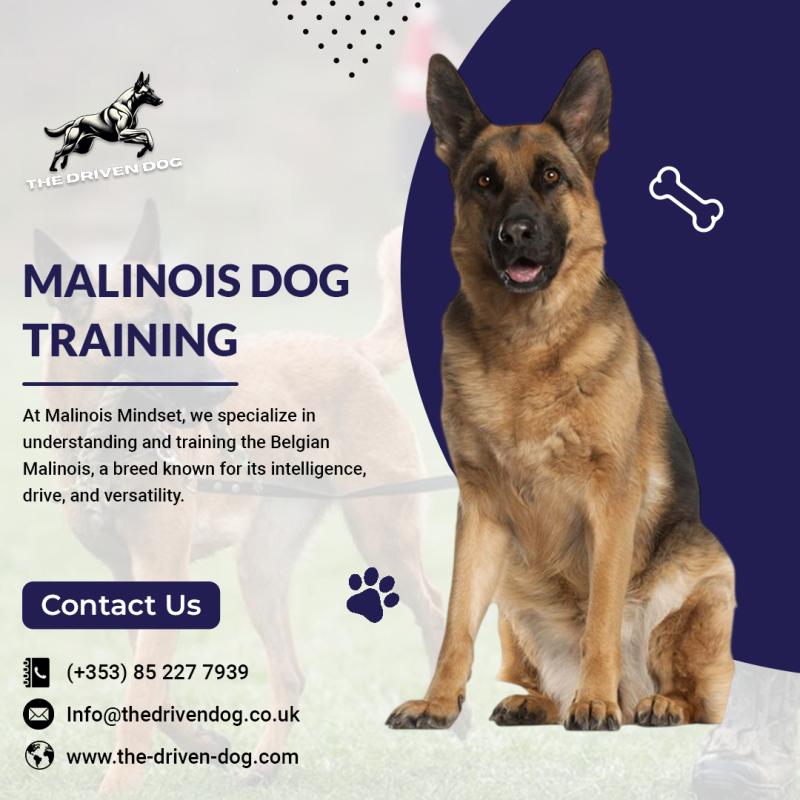 How Behavior Training for Malinois Builds Obedience