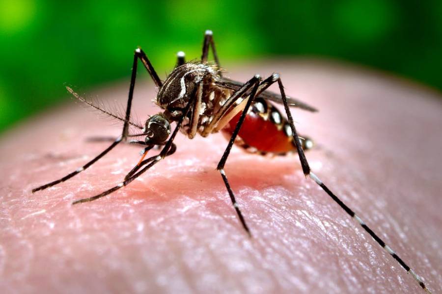 Dengue Treatment in Thrissur | Dr. Vinaya Thekkethil | Family Physician