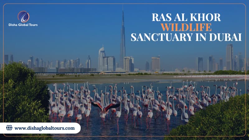 Ras Al Khor Wildlife Sanctuary In Dubai, UAE: Disha Global