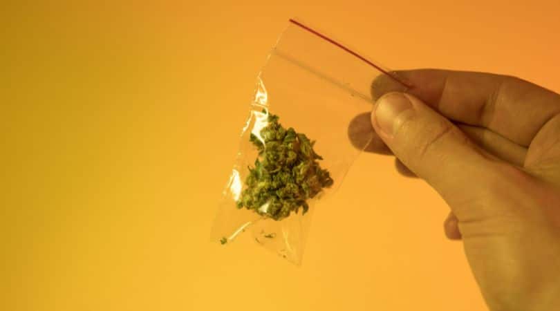 How Long Does Delta 8 Stay in Your System? Timing, Tolerance, and THC Levels