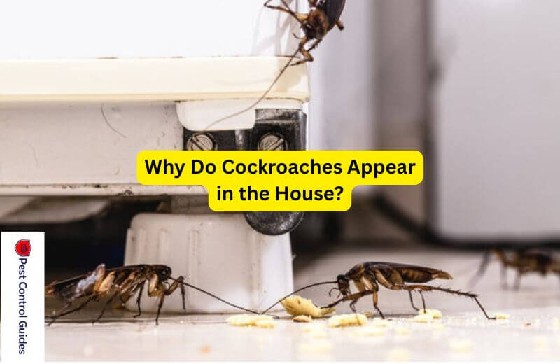 Why Do Cockroaches Appear in the House? How to Get Rid of Them