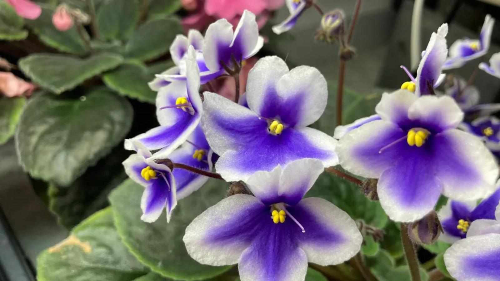 What You Need to Know About African Violet Seeds Sowing Medium