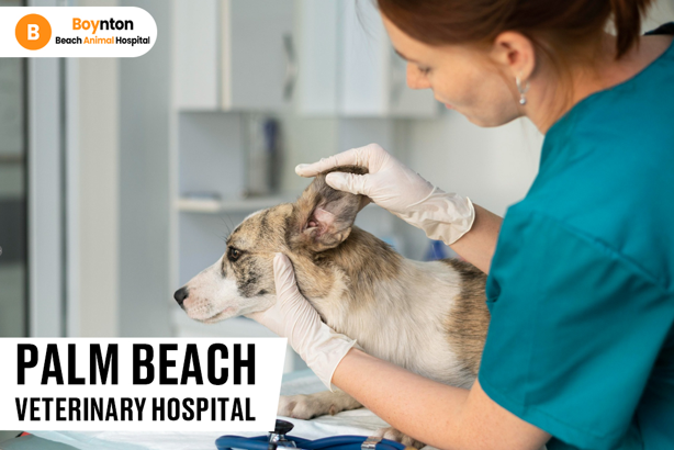 How Stress Affects Pets and What Animal Hospitals Recommend - Boynton Beach Animal Hospital