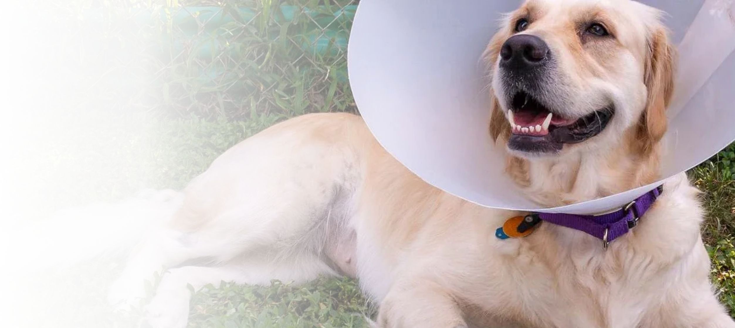 Find Pet Spay-Neuter Surgery Clinic in South Calgary