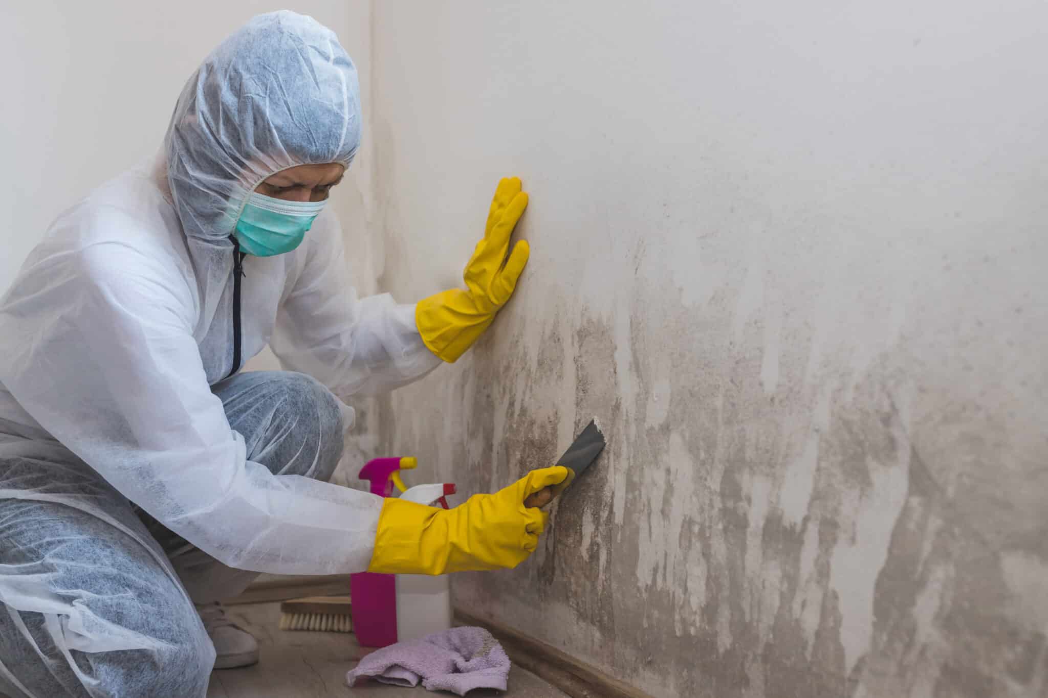 Mold Remediation Las Vegas - Top Mold Remediation Companies
