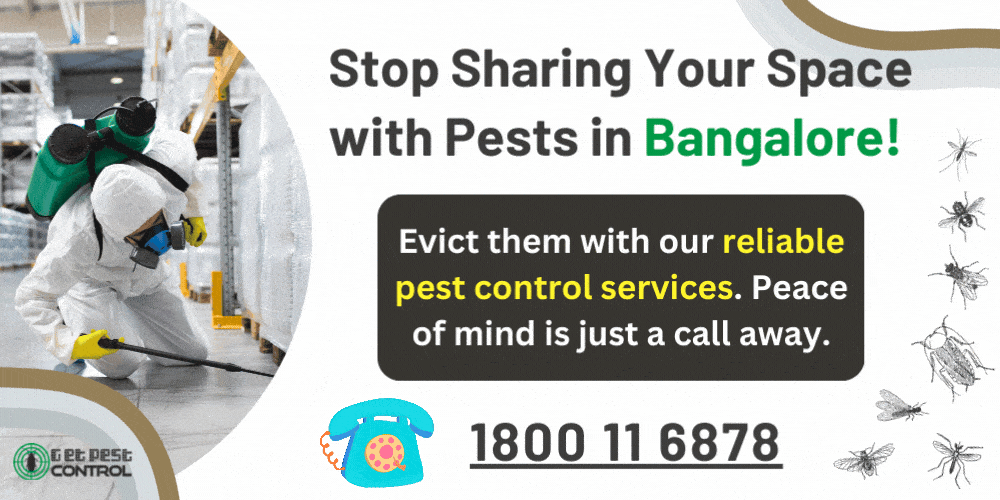 Pest Control Bangalore: Top Services & Free Quotes