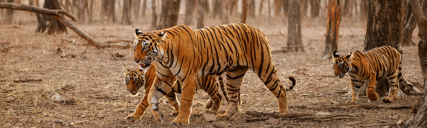 Adventure & Wildlife Safari Tours India | Safaris & Treks packages India