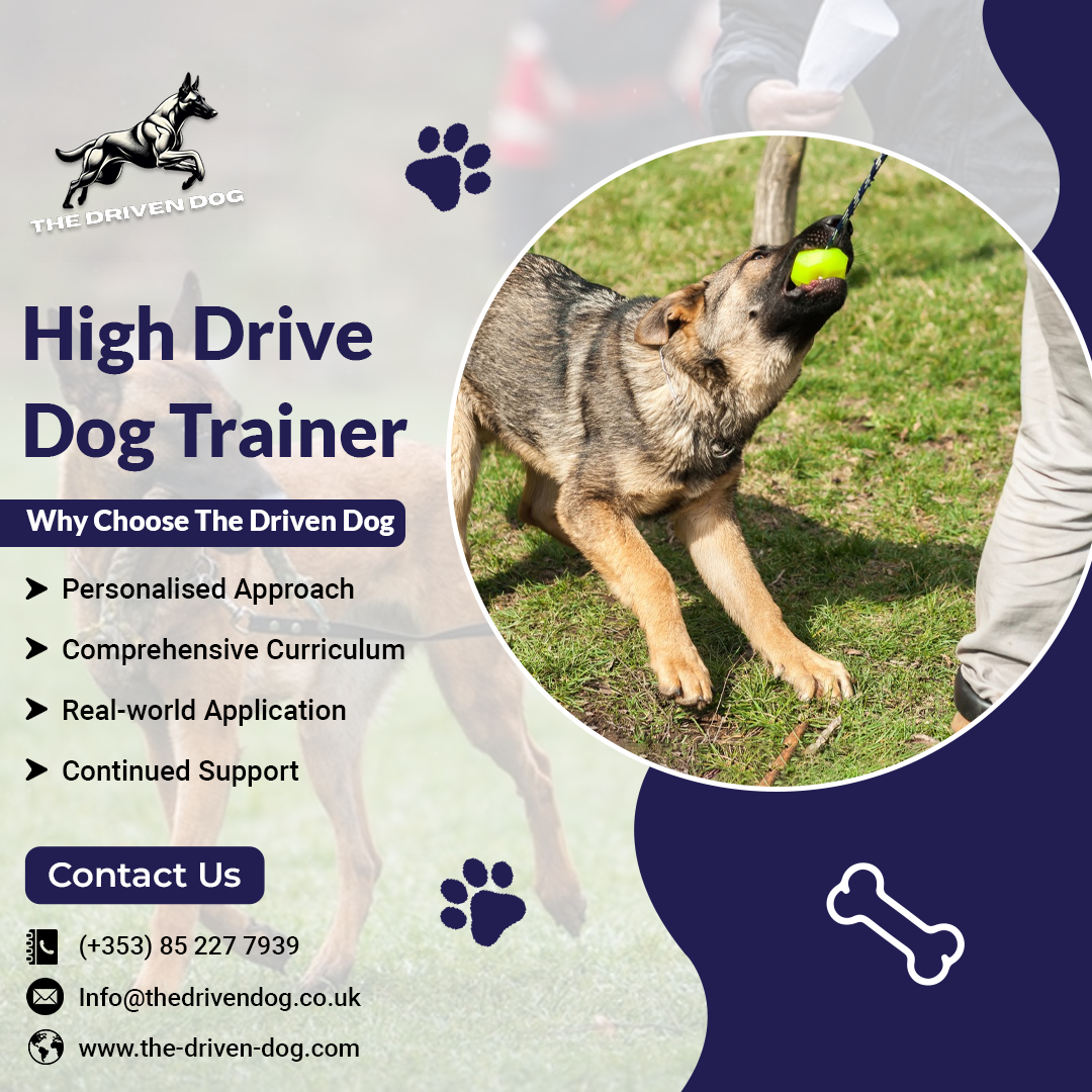 How to Choose Belgian Malinois Trainer near me