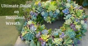 Succulents Greener | สล็อต888 เว็บตรง แตกง่าย API แท้ ฝากถอนไม่มีขั้นต่ำ