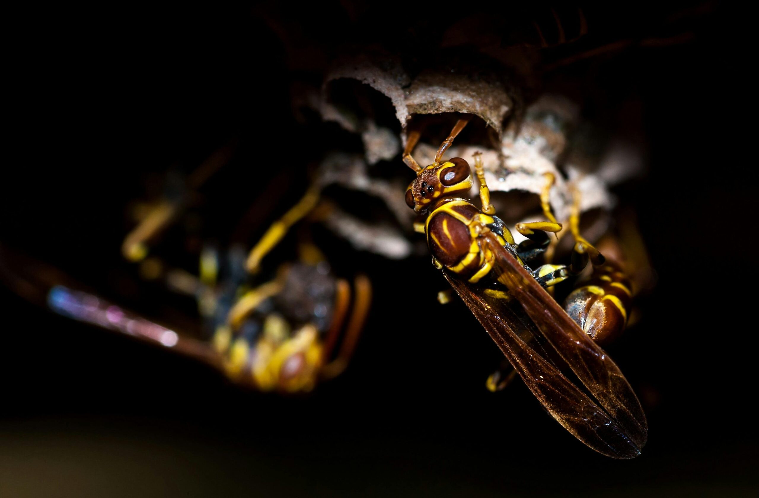 Defend Your Melbourne Home: Expert Wasp Removal & Control in Richmond & Flemington - Free Article Submission Sites List instant Approval - Post Your Article