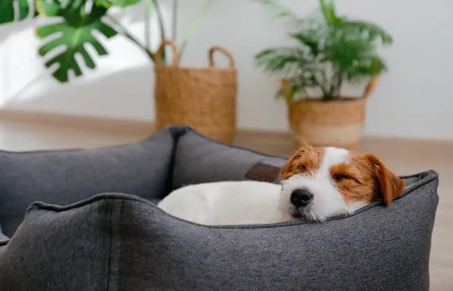 Pet Care 101: How to Choose the Right Bed for Your Puppy - Online Authority
