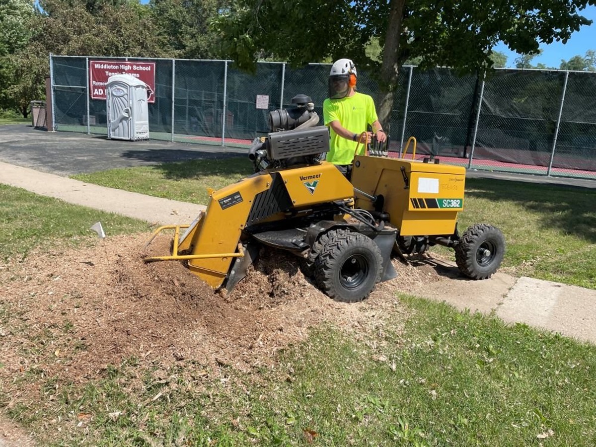 Tree Roots Removal: When It’s Necessary and How to Do It Safely – Timeless Pages