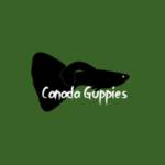canadaguppies Profile Picture