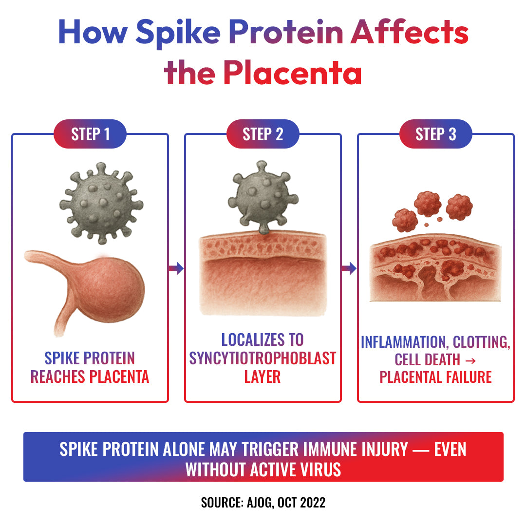 Spike Proteins & Placenta Damage: What the Stillbirth Study Found – Spike Protein Detox