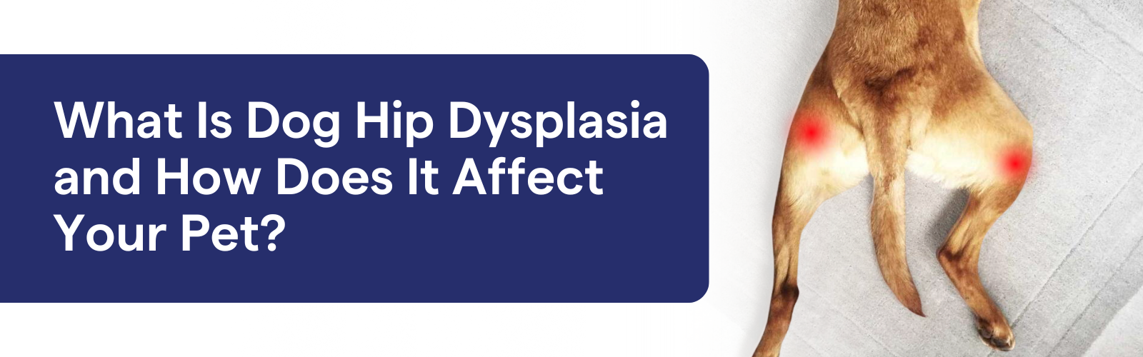 What Is Dog Hip Dysplasia and How Does It Affect Your Pet?  – K9 Vitality