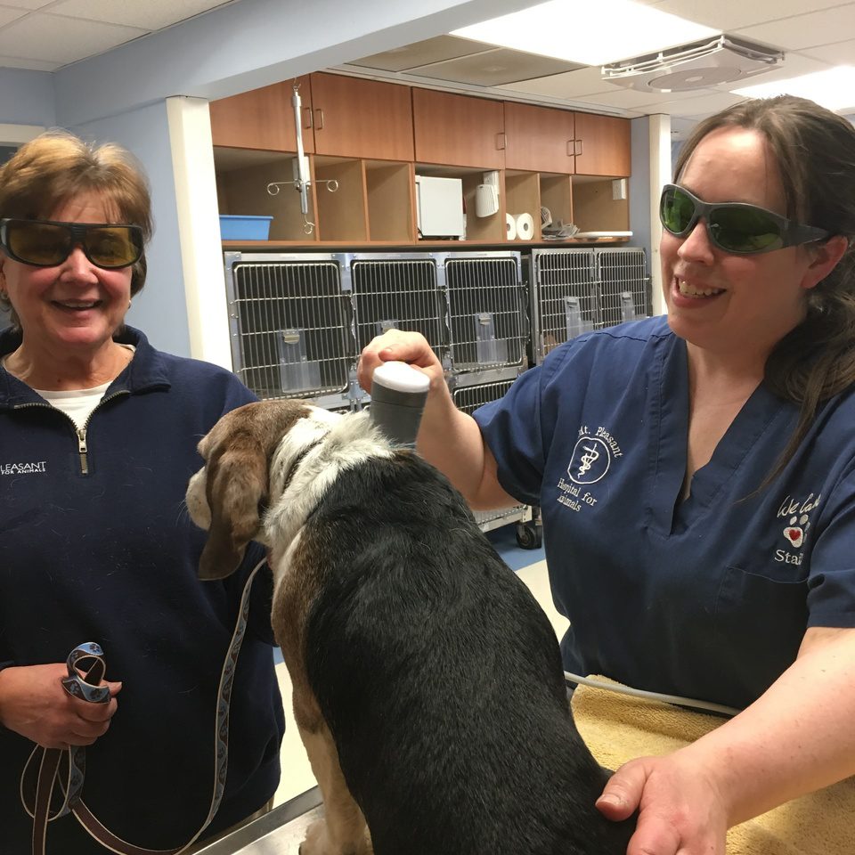 Home | Mt. Pleasant Hospital for Animals