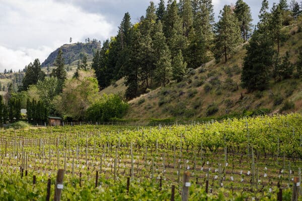 Okanagan Wineries: Canada's Wine Capital Journey