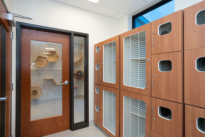 Luxury Boarding for Cats | Pleasant Paws Pet Center