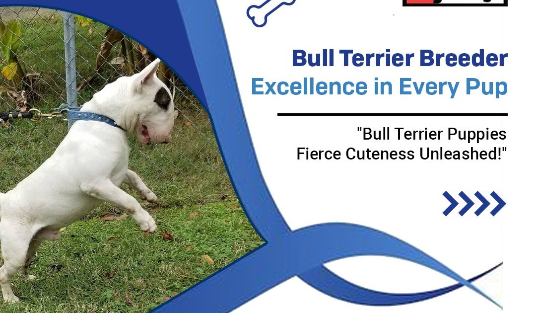 Everything You Need to Know About Tricolor Bull Terriers and Bull Terrier Puppies